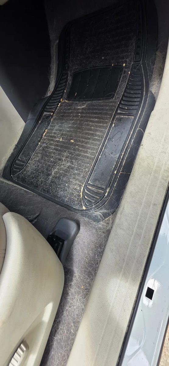 Floor mat and carpet packed with pet hair and debris